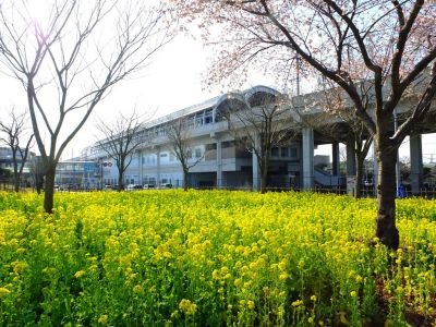 横浜市営地下鉄グリーンライン川和町駅前「菜の花畑」
