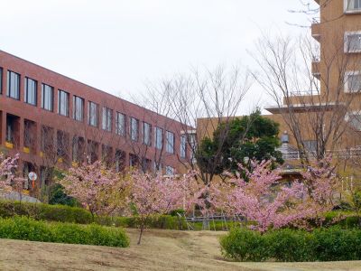 茅ヶ崎公園（河津ざくら）
