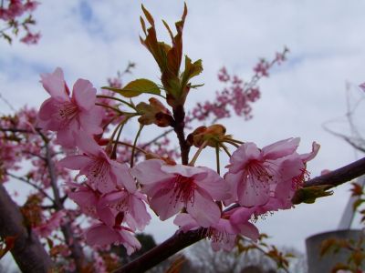 茅ヶ崎公園（河津ざくら）
