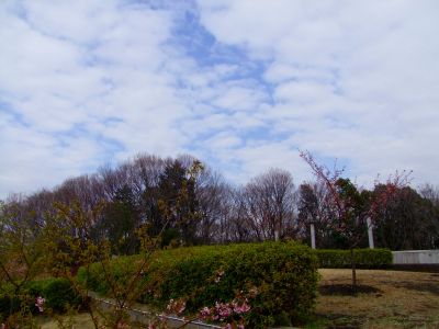 茅ヶ崎公園（河津ざくら）
