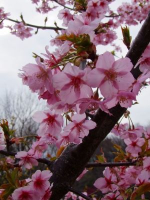 茅ヶ崎公園（河津ざくら）
