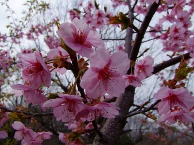 茅ヶ崎公園（河津ざくら）
