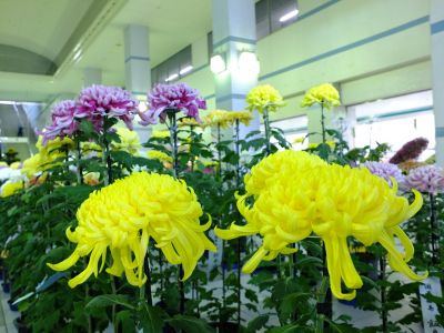 都筑菊花展（センター南駅1階）
