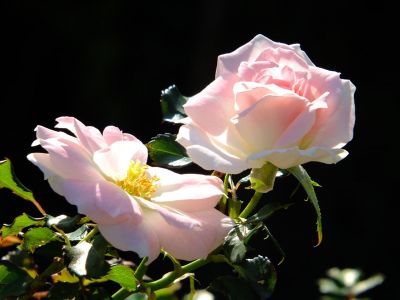 都筑中央公園（ローザ・つづきく）
