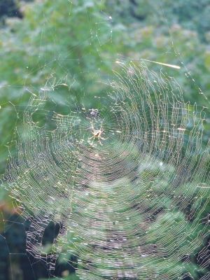 都筑中央公園（蜘蛛の糸）
