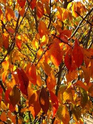 昭和大学北部病院周辺
