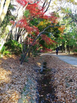 ささぶねの道（葛ヶ谷公園）
