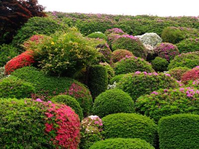 つつじ山（牧野さんの庭）

