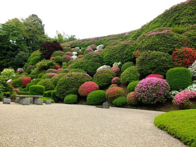 つつじ山（牧野さんの庭）
