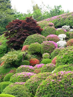つつじ山（牧野さんの庭）

