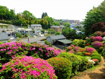 佐江戸つつじ庭園（牧野さん）
