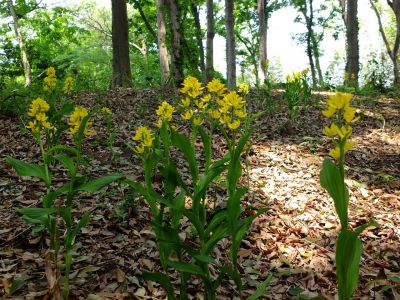 池辺市民の森金蘭の花
