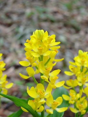 池辺市民の森金蘭の花
