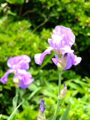 東漸寺ご開帳かきつばた
