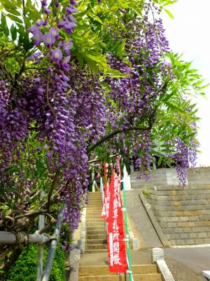 東漸寺ご開帳藤の花
