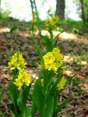 池辺市民の森金蘭の花
