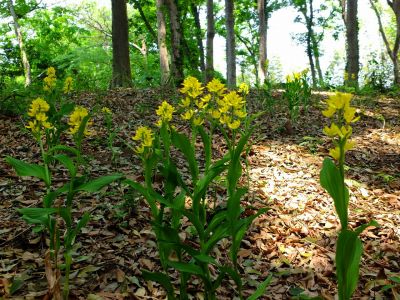 池辺市民の森金蘭の花
