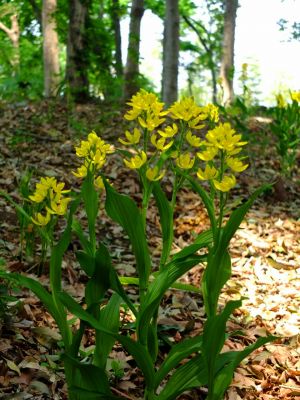 池辺市民の森金蘭の花
