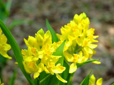 池辺市民の森金蘭の花
