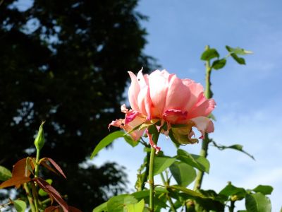 都筑中央公園（はまみらい）
