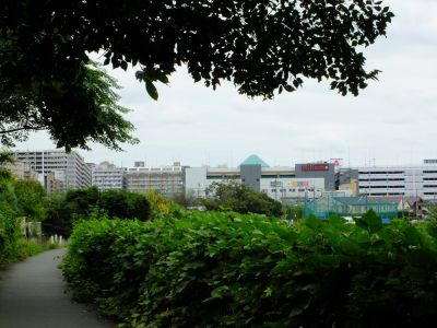 早渕川サイクリングロード（秋桜）

