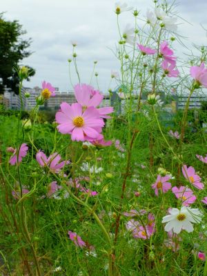 早渕川サイクリングロード（秋桜）
