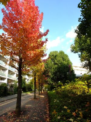 紅葉葉楓（もみじばふう=アメリカふう）
