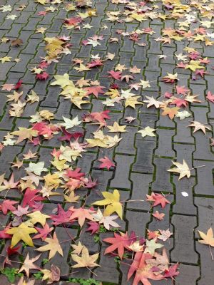 紅葉葉楓（もみじばふう=アメリカふう）
