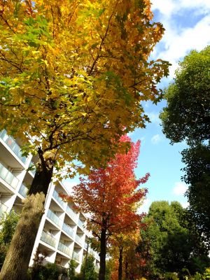 紅葉葉楓（もみじばふう=アメリカふう）
