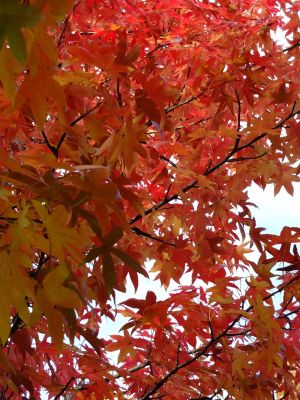 紅葉葉楓（もみじばふう=アメリカふう）
