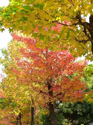 紅葉葉楓（もみじばふう=アメリカふう）
