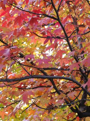 紅葉葉楓（もみじばふう=アメリカふう）
