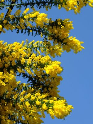 ミモザ（荏田町）
