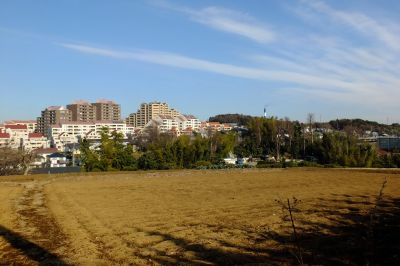 杉山神社（佐江戸）裏
