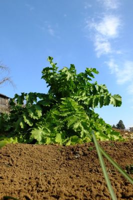 東漸寺（真言宗）
