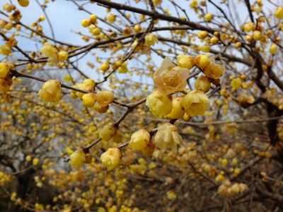 東方天満宮（ろうばい）
