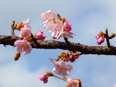 茅ヶ崎公園（河津ざくら）
