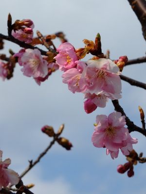茅ヶ崎公園（河津ざくら）
