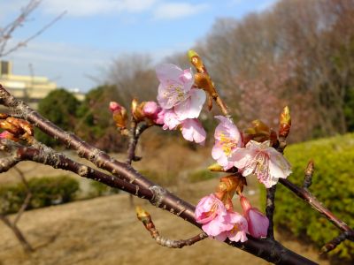 茅ヶ崎公園（河津ざくら）

