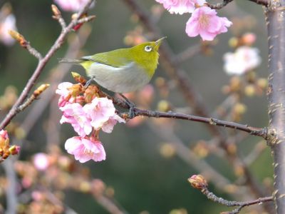 茅ヶ崎公園（河津ざくら）
