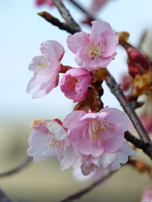 茅ヶ崎公園（河津ざくら）
