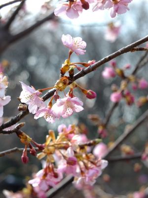 茅ヶ崎公園（河津ざくら）
