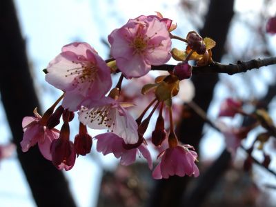 茅ヶ崎公園（河津ざくら）
