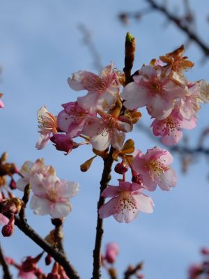 茅ヶ崎公園（河津ざくら）
