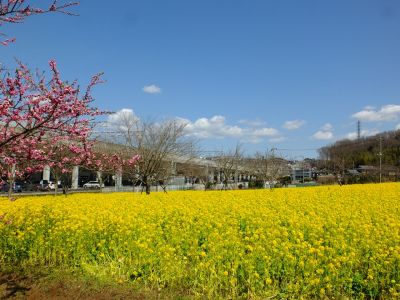 川和町駅前の菜の花畑

