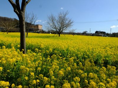 川和町駅前の菜の花畑
