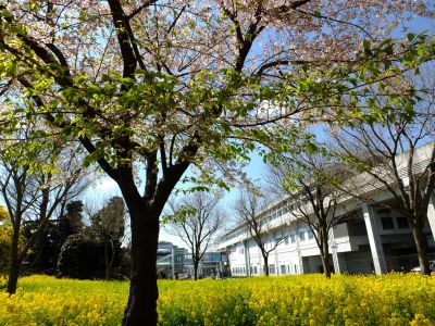 川和町駅前の菜の花畑
