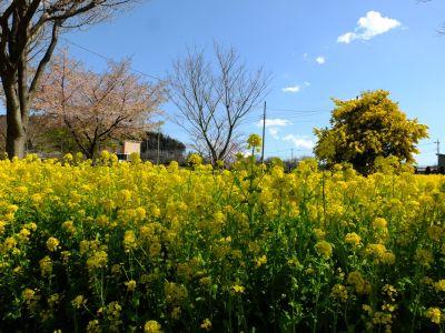川和町駅前の菜の花畑（ミモザ）
