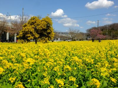 川和町駅前の菜の花畑
