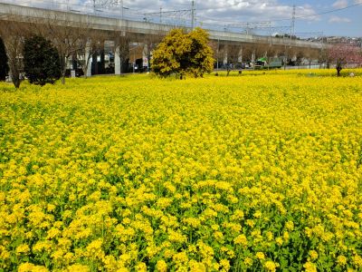 川和町駅前の菜の花畑
